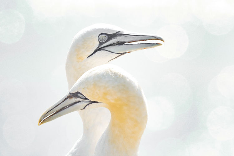 Portrait of pair of gannet. two birds love in soft light, animal love behaviour.high-key.