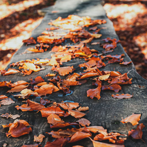 Close-up of fallen maple leaves on land