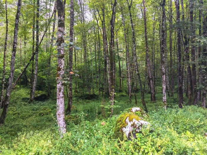 Trees in forest