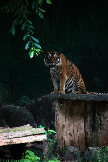 Portrait of tiger against trees at zoo