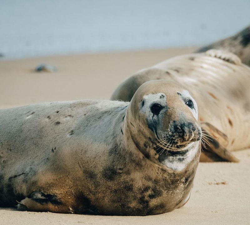 Page 6 of Seal - Animal pictures | Curated Photography on EyeEm