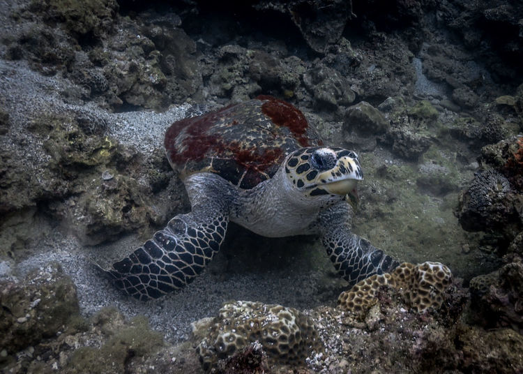 View of turtle in sea