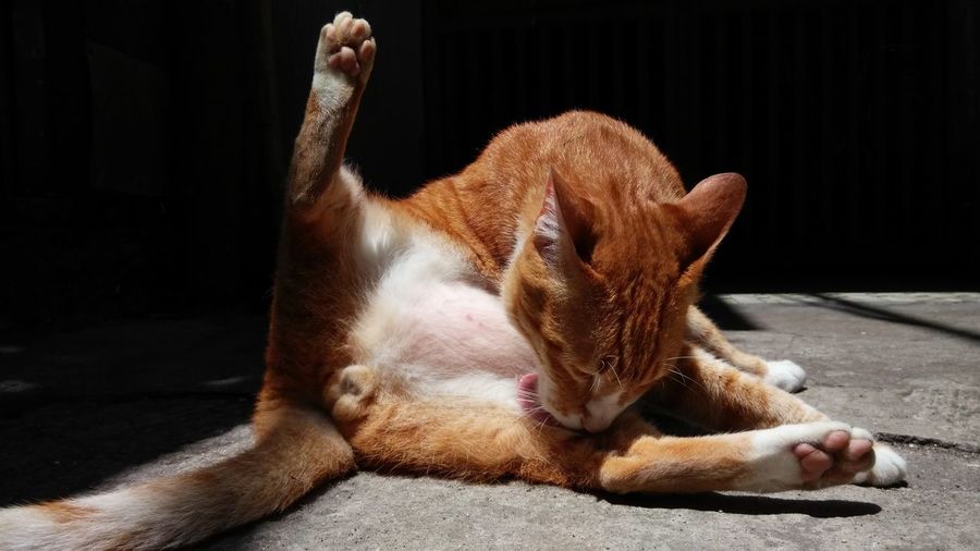 Close-up of ginger cat licking body while lying on footpath