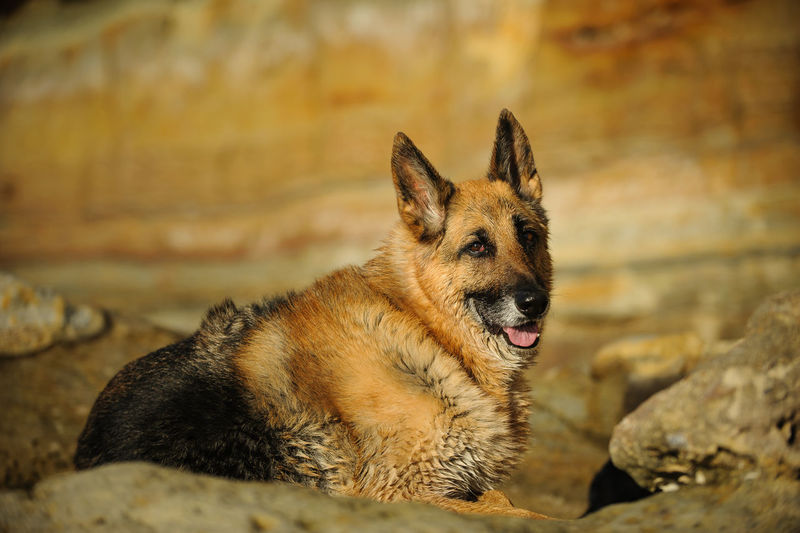 Portrait of dog relaxing on field