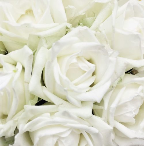 Close-up of white flowers