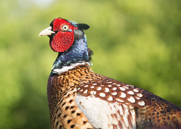 Male pheasant portrait seen from the side on a natural background