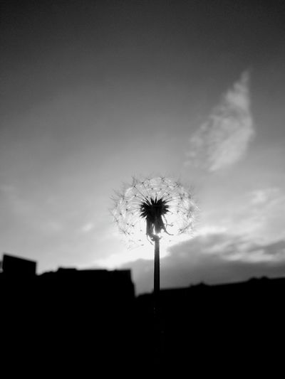 Silhouette of dandelion against sky during sunset