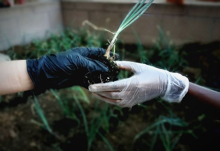 Close-up of hands wearing gloves holding seedling at garden