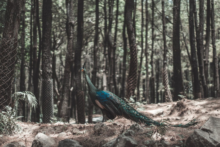 Peacock in forest