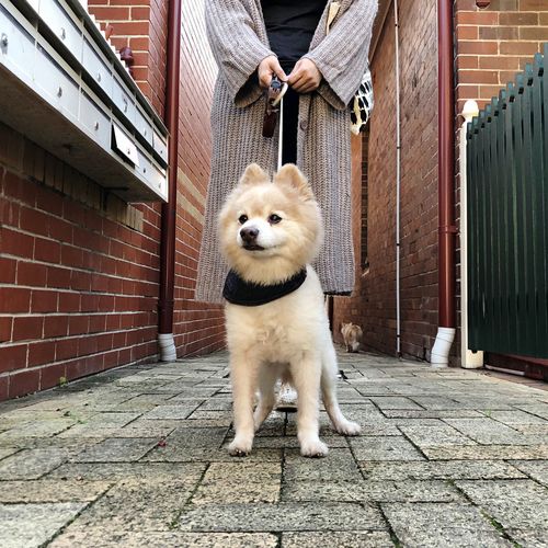 Low section of dog standing on footpath