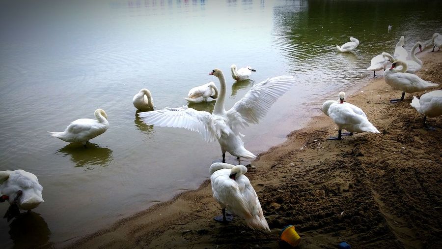 High angle view of mute swans at lakeshore