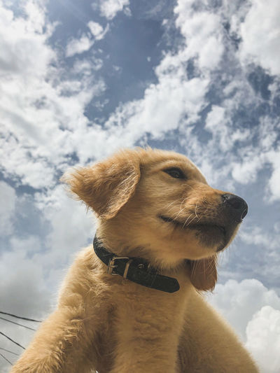 Low angle view of dog looking away against sky