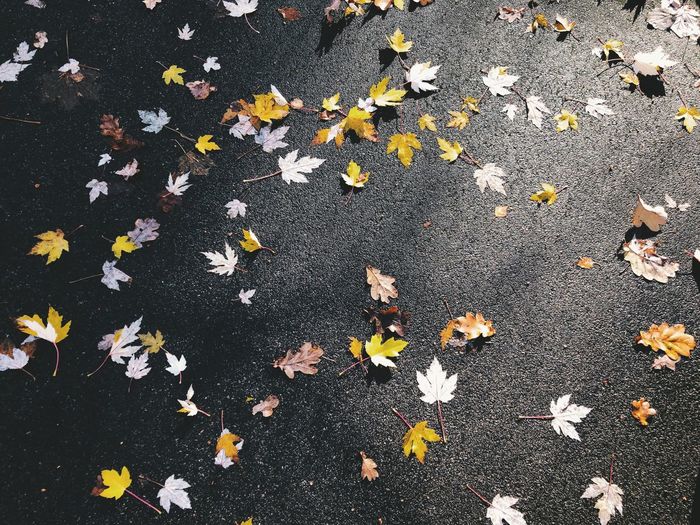 High angle view of fallen maple leaves on road
