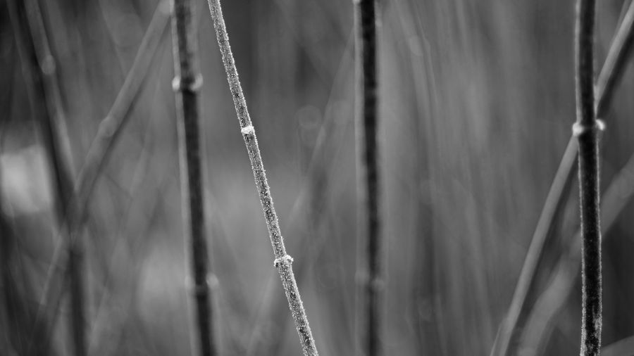 Close-up of bamboo during winter