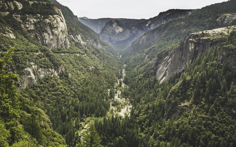 Scenic view of pine trees and mountains