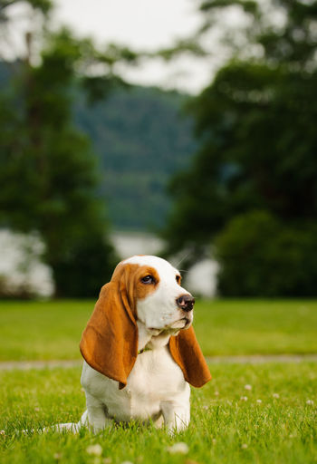 Basset hound sitting on grass