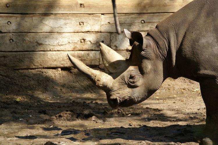 Rhinoceros standing on field at zoo