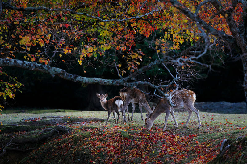 View of deer on field during autumn