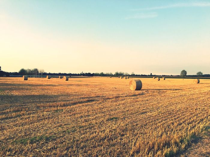 Hay bales on field against clear sky