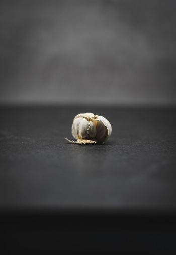 Close-up of seashell on a table