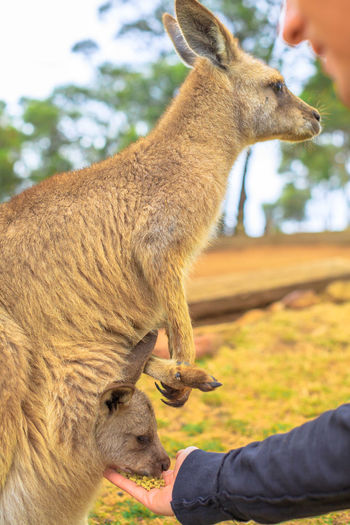Woman feeding kangaroo and joey at nature reserve