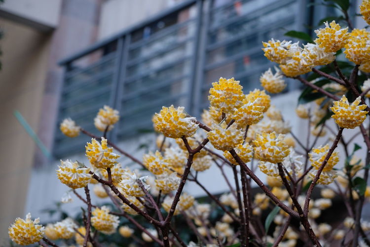 Low angle view of yellow flowers blooming on tree