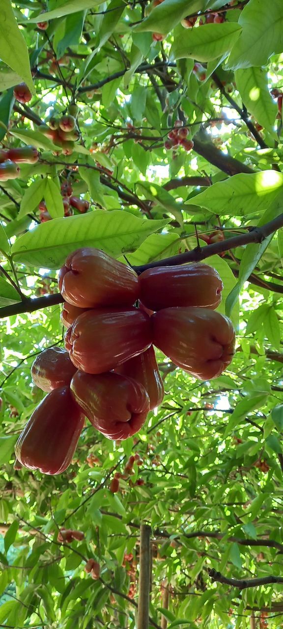 LOW ANGLE VIEW OF FRUITS GROWING ON TREE