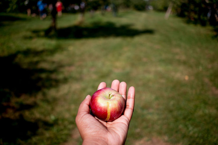 Cropped hand of person holding apple on field