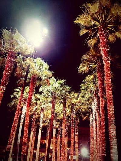 Low angle view of palm trees against sky at night