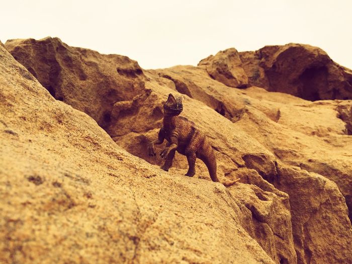 Toy dinosaur on rock