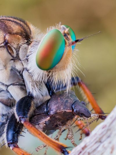 Closeup robberfly with prey