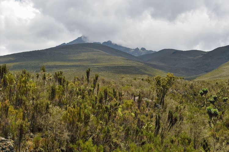 Scenic view of field against sky at kilimanjaro national park 