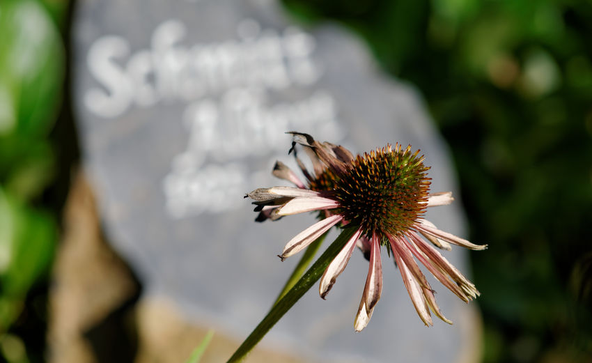 High angle view of dead coneflower against tombstone at graveyard