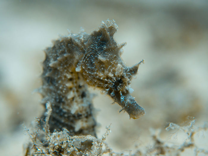 Close-up of thorny sea horse in mediterranean sea