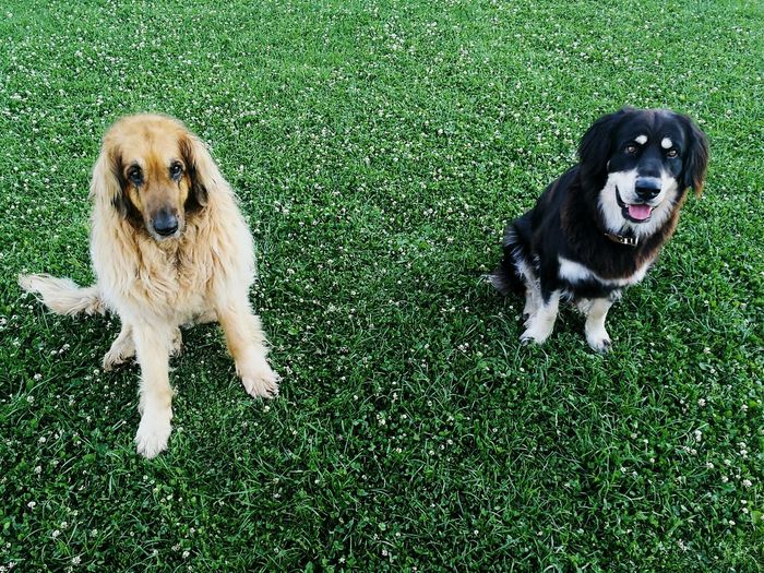 Portrait of two dogs on grassland