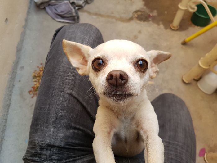 High angle portrait of dog