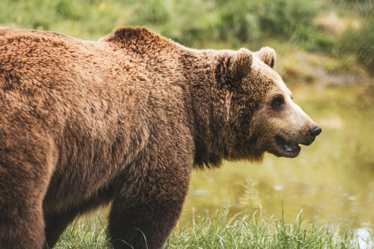 Side view of bear on field