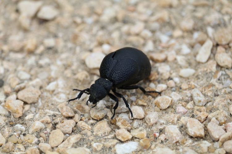 Detail shot of insect on ground