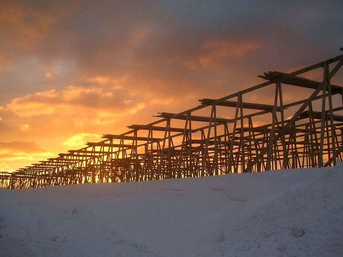 Cranes on snow covered land against sky during sunset
