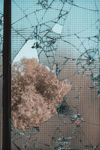 Close-up of plants seen through window