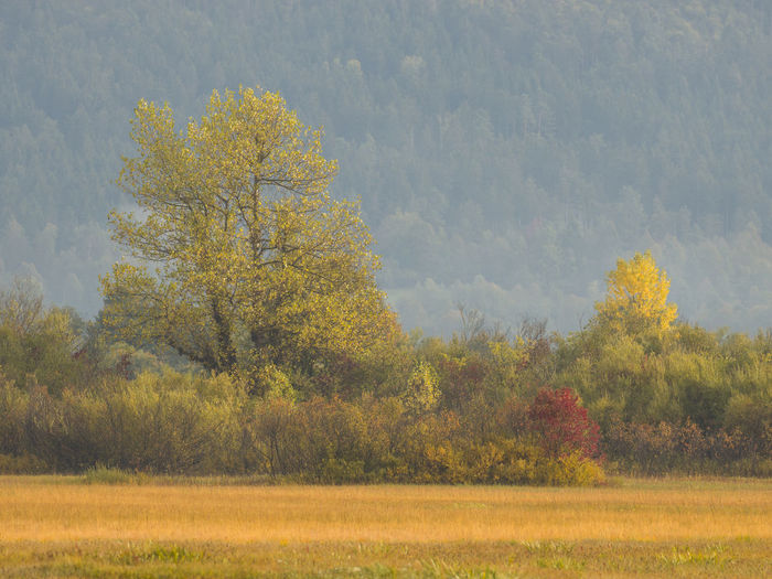 Trees growing in field during autumn