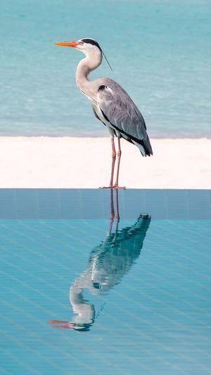 Bird in a swimming pool