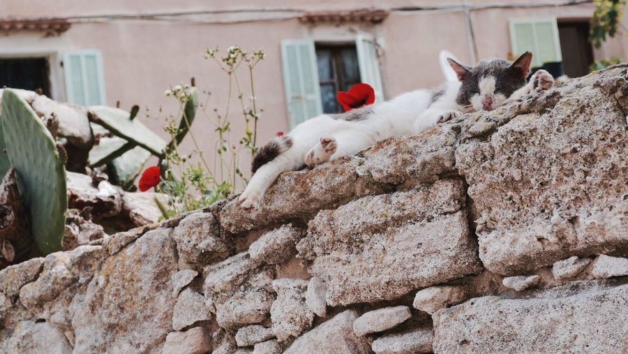 Cat on stone wall