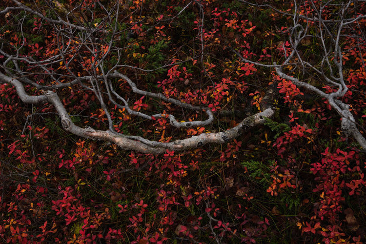 High angle view of red berries growing on tree in forest