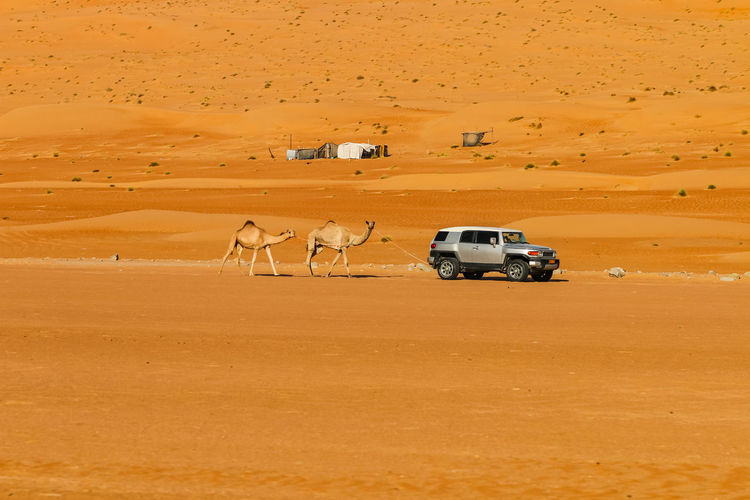 An all-terrain vehicle drives through the wahiba sands desert in oman with two camels in tow