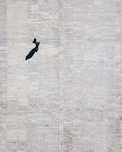 Bird flying against brick wall