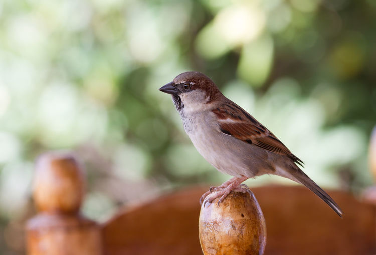Field sparrow sparrow sitting on seating of spanish bodega