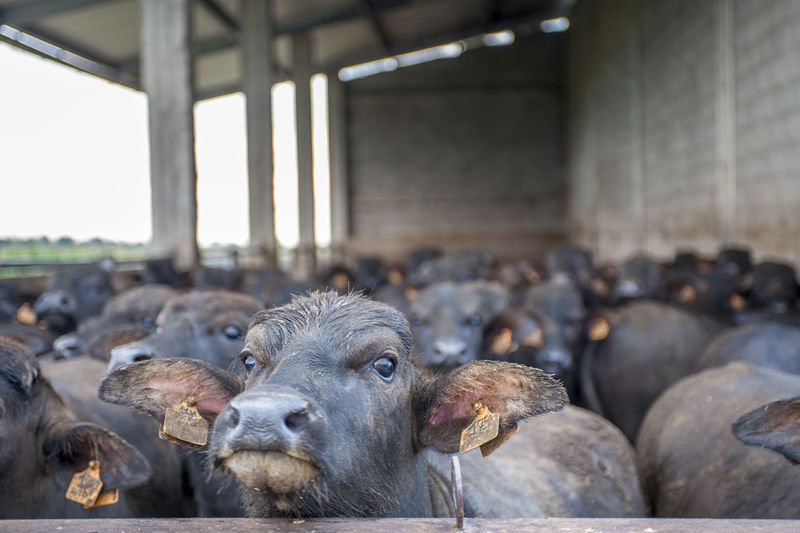 Buffalo cows in dairy farm