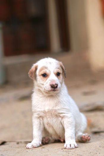 Portrait of puppy