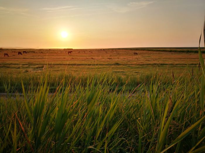 Scenic view of field against sky during sunset